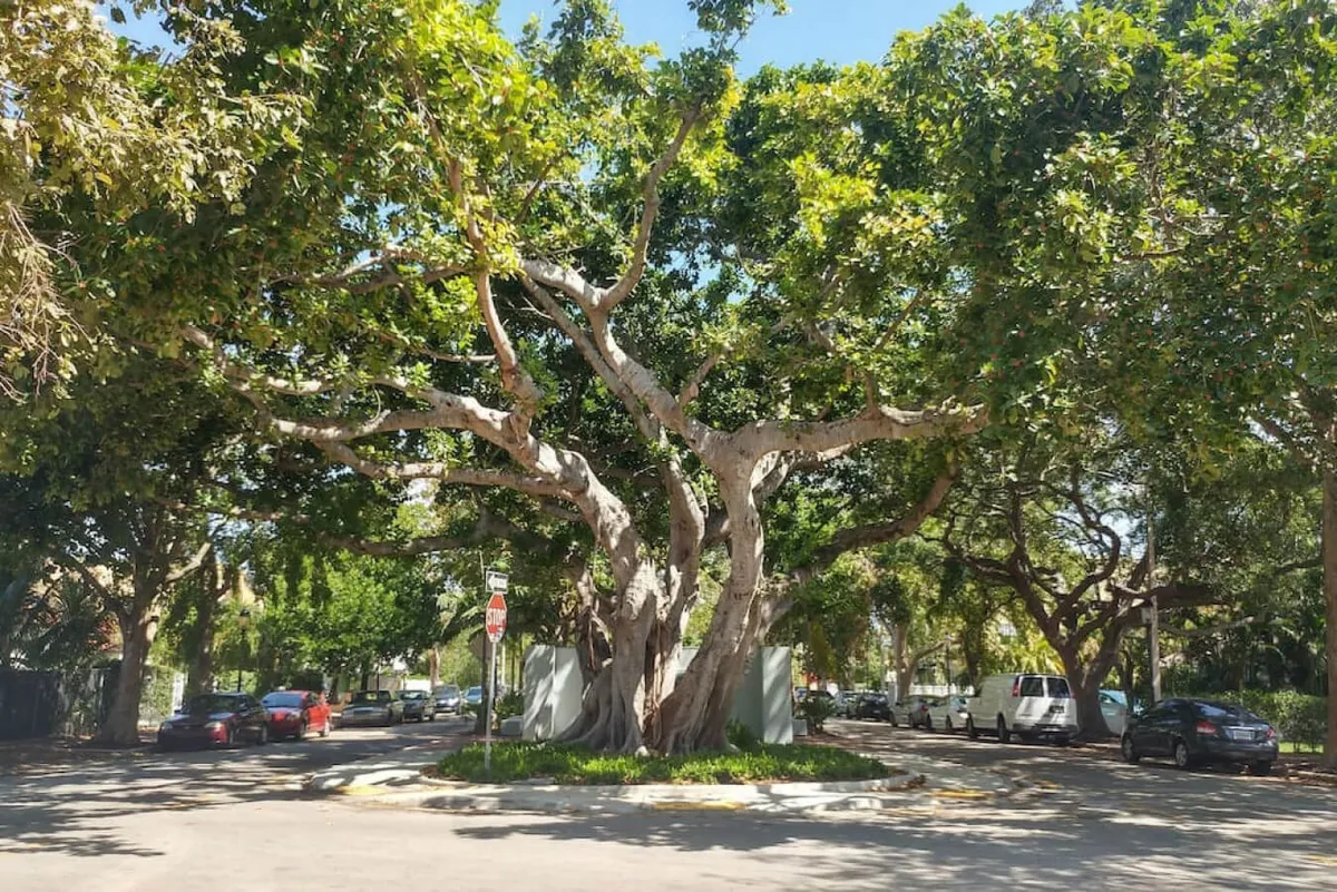 A welcoming outdoor scene featuring a large, shady tree surrounded by greenery, street signs indicating a vibrant neighborhood, and people of all ages—children playing in the shade, groups enjoying leisurely strolls, and a sense of relaxed community activity. Cars are parked along the street, hinting at the convenience of access, while the lively backdrop reflects the everyday charm of a family-friendly urban park.